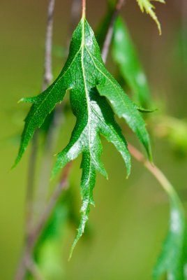 Betula pendula 'Dalecarlica - Pendula' - list